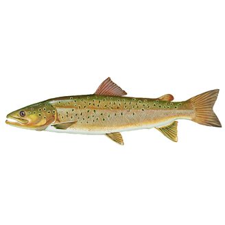 Hlavatka obyčajná