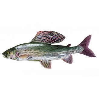 Lipan podhorný