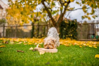 DOGLOG - Hlavolamy a edukativní pomůcky pro psy