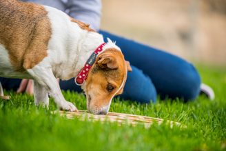 DOGLOG - Hlavolamy a edukativní pomůcky pro psy