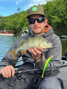 Ostriež riečny