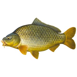 Kapor obyčajný