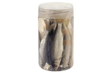 Chyť a pusť Nástražní rybičky v nálevu Plotice 10-12cm 8ks