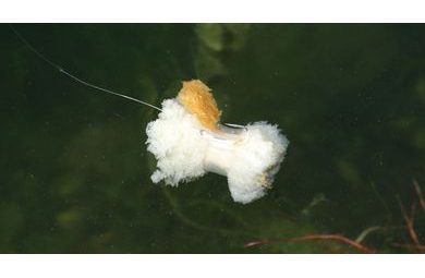 Zfish Vrtáček s Kroužkem Bait Screw & Oval Ring 10ks