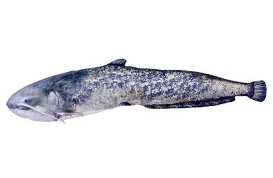 Chyť a pusť Neoprénová páska na pruty 2ks