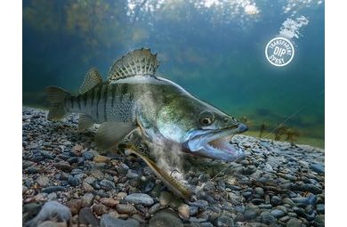 Zeck Prut Barsch Alarm Spin Search and Jig 238cm 7-21g