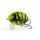 Salmo Wobler Lil' Bug Floating 3cm