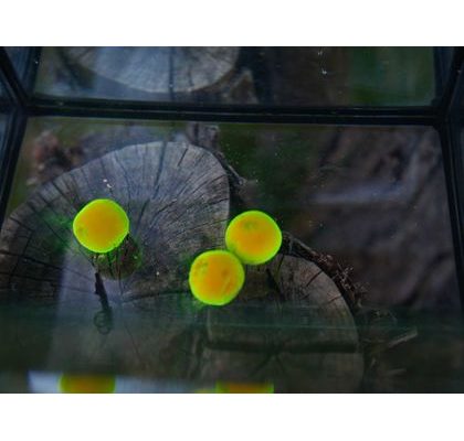 Shimano Boilies TX1 Tiger Nut