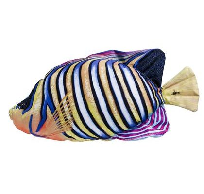 Gaby Polštář Pomec azurový (pomacanthus semicirculatus) 56 cm