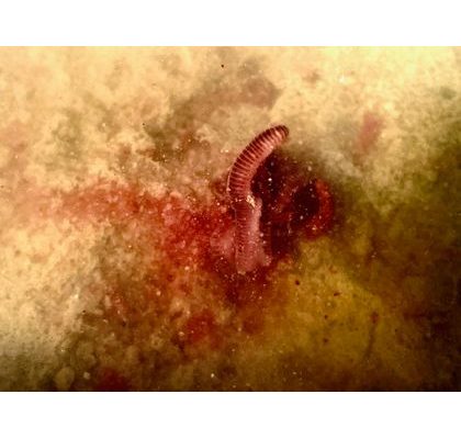 Berkley PowerBait Gél 80ml