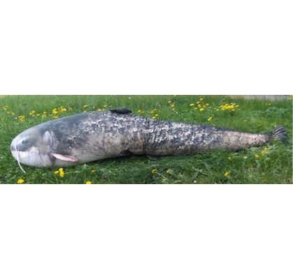 Gaby Vankúš Sumec veľký 115 cm