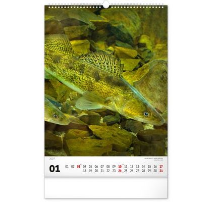 Notique Nástěnný kalendář Girls and Carps 2027