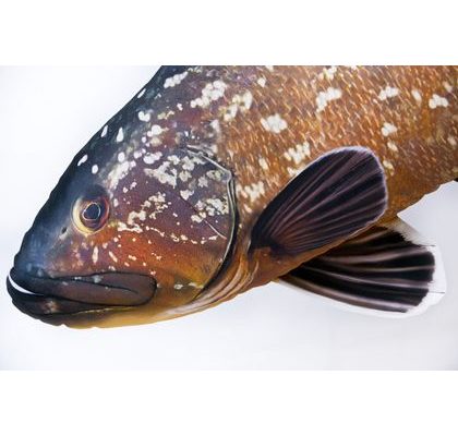 Gaby Polštář Král Síh 52 cm