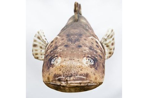 Gaby Polštář Ploskohlavec tmavý 102cm