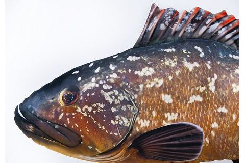 Gaby Polštář Kanic vroubený 100cm