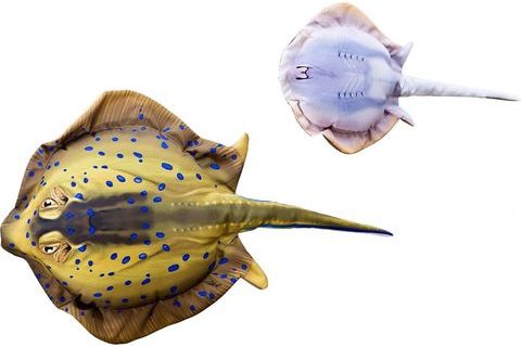 Gaby Polštář Trnucha mini - 50 cm