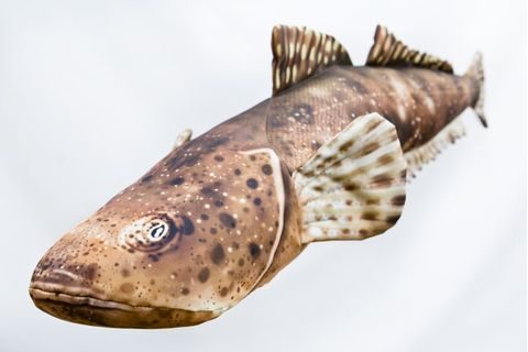 Gaby Polštář Ploskohlavec tmavý 102cm