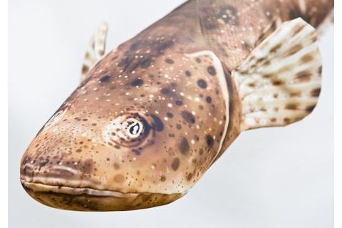 Gaby Polštář Ploskohlavec tmavý 102cm