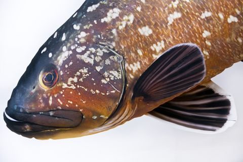 Gaby Polštář Kanic vroubený 100cm