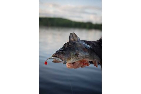 Fox Rage Gumová nástraha Scent Shad Bulk Ultra Natural Perch