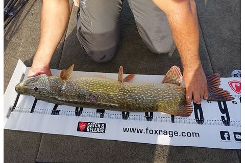 Fox Rage Podložka Voyager Fish Measure 140cm