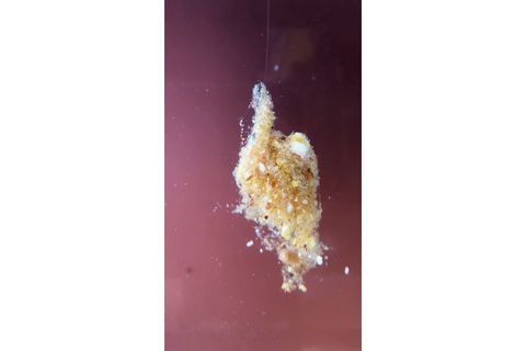 Šon Chung Šonův Sopel revoluční nástraha 85g vysoká dóza