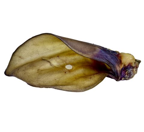 LK Baits Pet Sušené hovězí ucho se záuškem 1ks