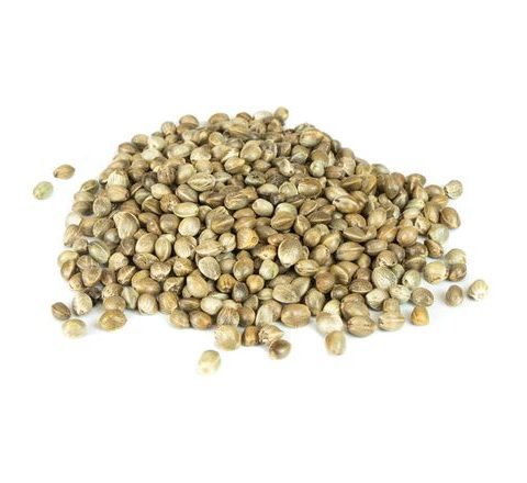 Mikbaits Konopí Premium 1kg