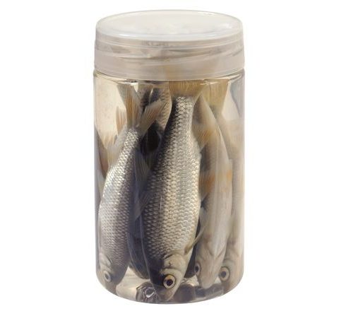 Chyť a pusť Nástražní rybičky v nálevu Plotice 10-12cm 8ks