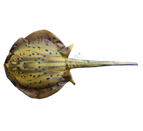 Gaby Vankúš Pstruh 85 cm