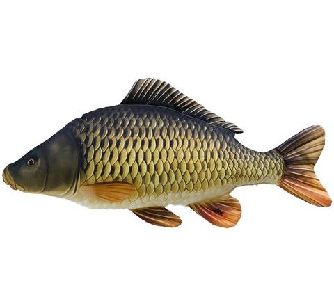 Gaby Polštář Kapr šupináč 64 cm