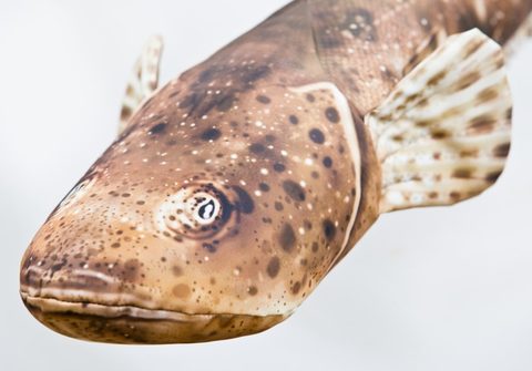 Gaby Polštář Ploskohlavec tmavý 102cm