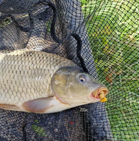 Chytil Vařený tygří ořech 250g