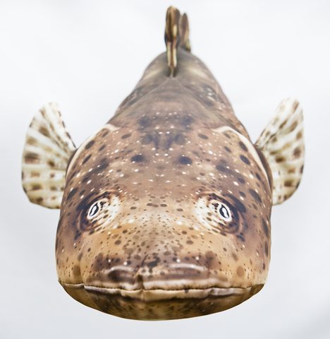 Gaby Polštář Ploskohlavec tmavý 102cm