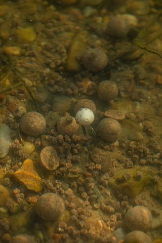 LK Baits Pop-up Boilies Tester Series_01 Pure Signal White 14-20mm 150ml