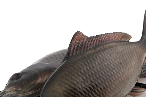 Fox Rage Gumová nástraha Ultra-Realistic Common Carp Replicant