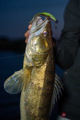 Fox Rage Gumová nástraha Scent Shad Bulk Green Pumpkin