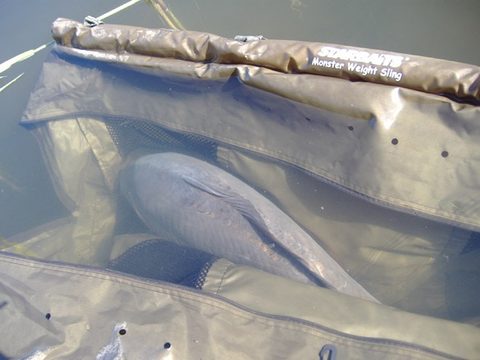 Starbaits Vážiaci vak Monster Weight Sling