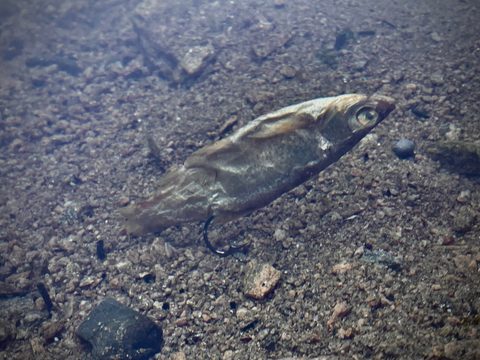 LK Baits Dipovaná rybička Predátor