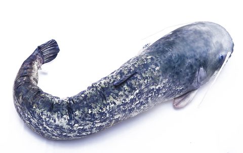 Gaby Polštář Sumec velký 115 cm