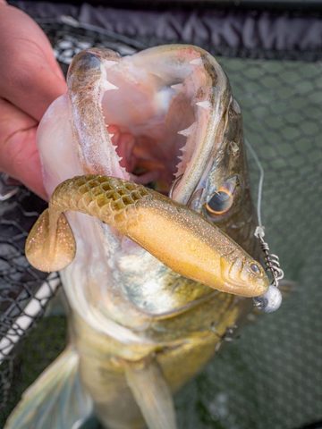 Berkley Gumová nástraha PowerBait Cullshad Motoroil