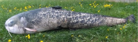 Gaby Polštář Sumec monster 200 cm