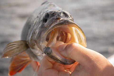 Fox Rage Gumová nástraha Scent Shad Bulk Natural Wakasagi