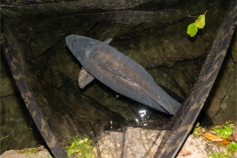 Nash Podberák Scope Black Ops Landing Net