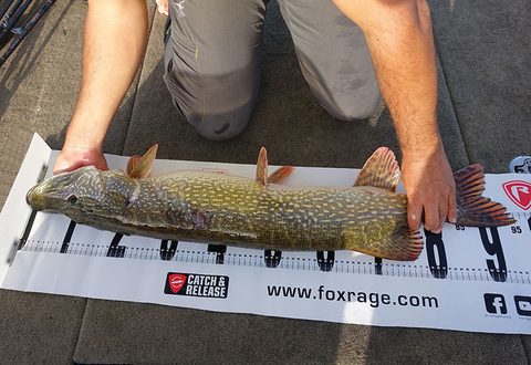 Fox Rage Podložka Voyager Fish Measure 140cm