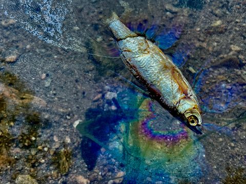 LK Baits Dipovaná rybička Predátor