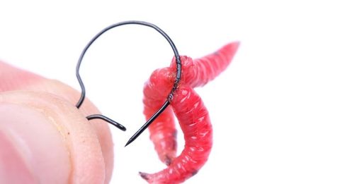 Nash Klip na červy Maggot Clips Small 10ks