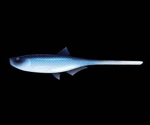 Libra Lures Gumová nástraha Bleak Slug Tail 8,2″ 21cm 35g