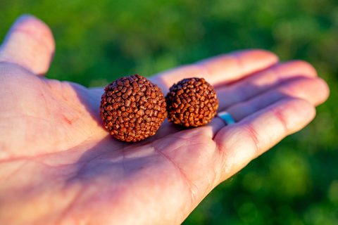 Chytil Boilies Pandemia 24mm 120g