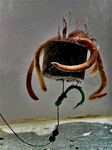 LK Baits Pop-up Pelety v dipu Sumec Special 38mm 160g